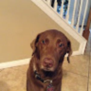 Meet your Posher, Denise